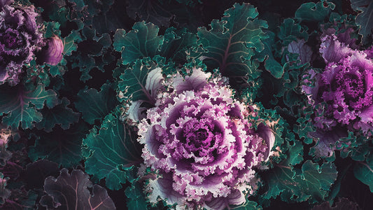 Magnesium & the Menopause
